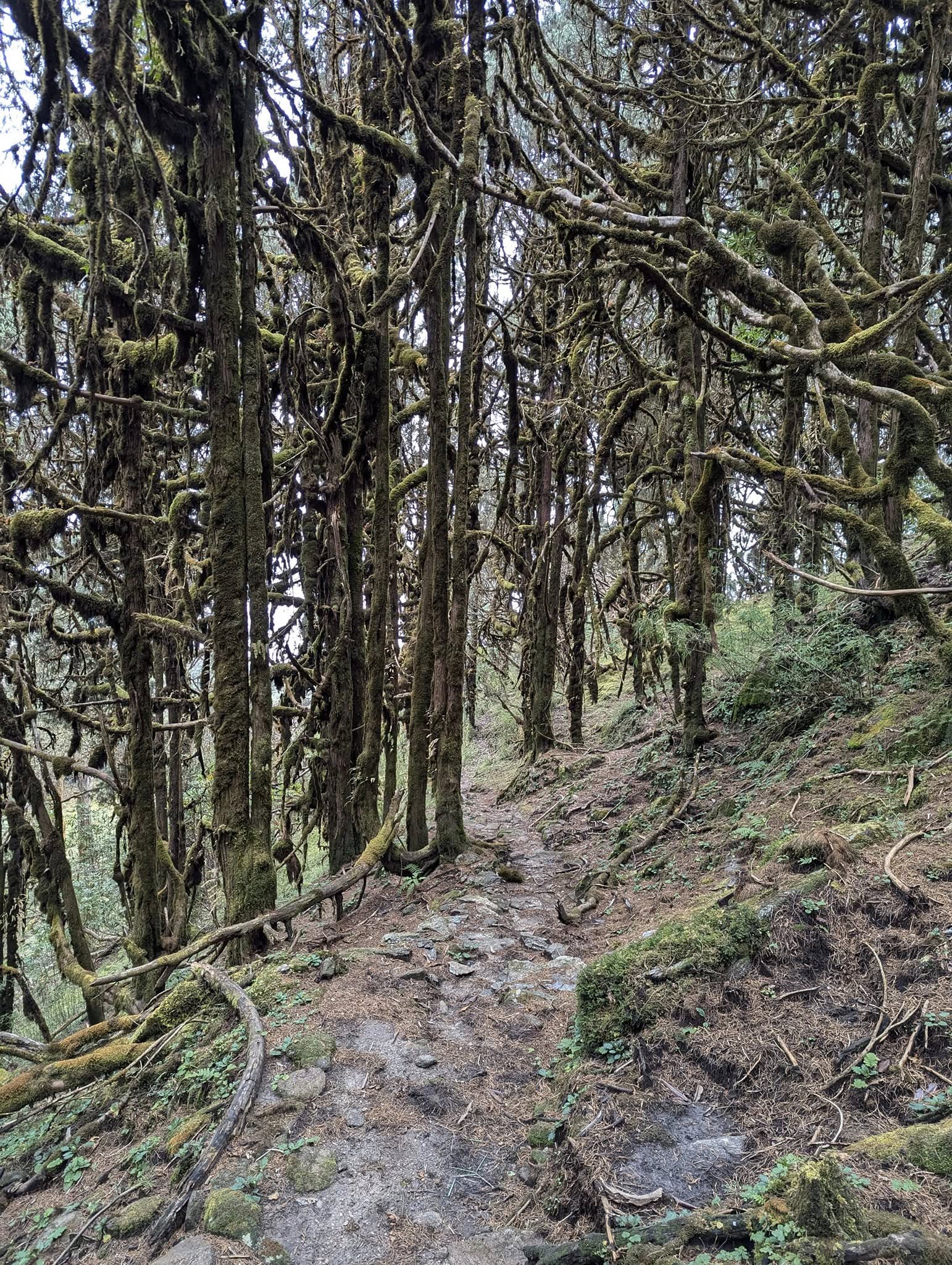 Rhododendron and pine forest trail on the way to Ama Yangri peak